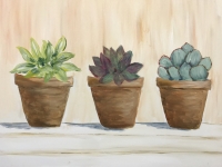 Succulents- NEW! 