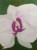 Orchid